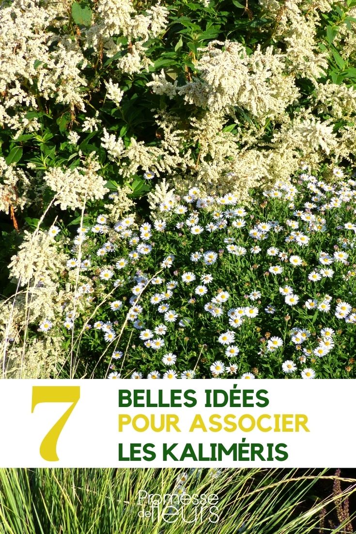 kalimeris-associate Kalimeris: Our Plant Pairing Ideas