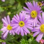 7 pairing ideas with Kalimeris