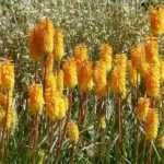 7 ideas for pairing Kniphofia