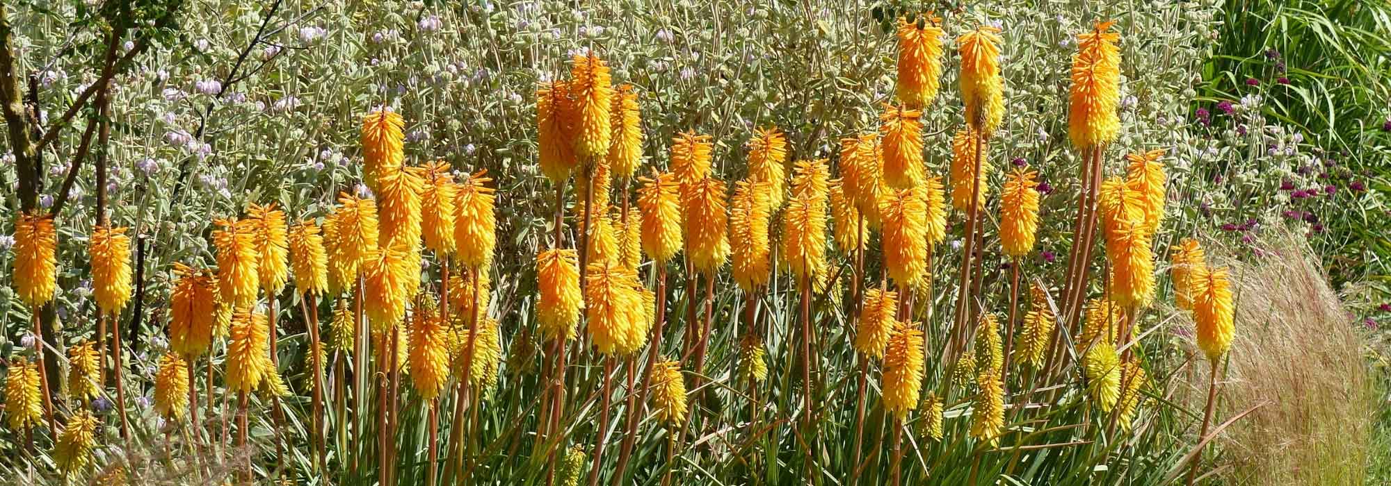 7 ideas for pairing Kniphofia