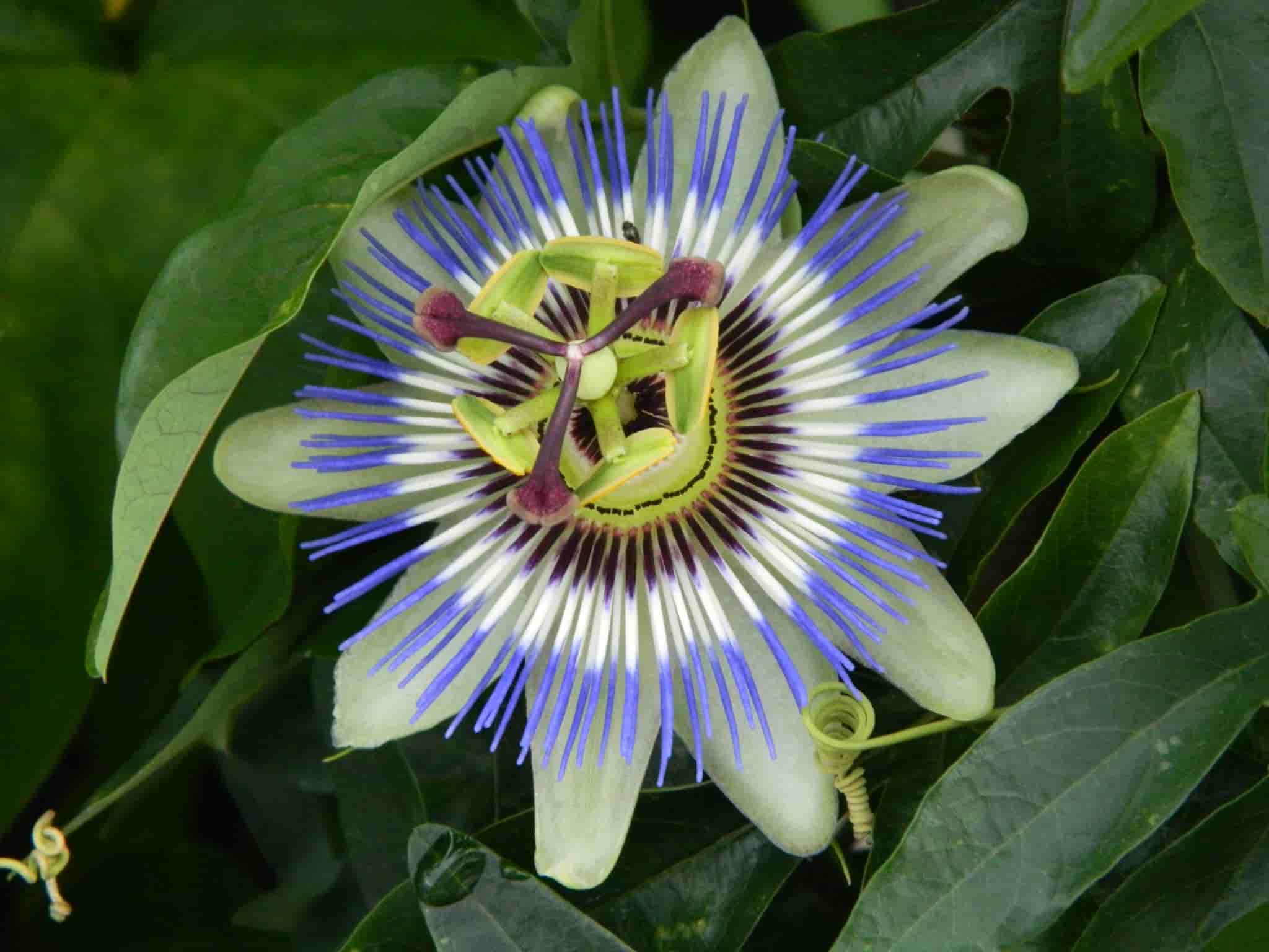Which passionflower to plant according to your region?