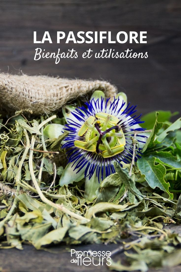 Passion Flower: Benefits and Uses
The passion flower, known botanically as Passiflora, is not only celebrated for its striking appearance but also for its numerous benefits and uses in the garden and beyond. This article explores the various advantages of incorporating passion flower into your life and how to make the most of this fascinating plant.
### Health Benefits of Passion Flower
Passion flower is widely recognized for its calming and sedative properties, making it a popular choice for promoting relaxation and aiding sleep. It is often used in herbal teas and supplements to help reduce anxiety and improve sleep quality. Additionally, some studies suggest that passion flower can help alleviate symptoms of menopause, such as hot flashes and night sweats.
### Gardening with Passion Flower
In the garden, passion flower is a versatile plant that can add both beauty and biodiversity. It is a vigorous climber, making it ideal for covering walls, fences, and trellises. Its lush green foliage and exotic flowers not only enhance the aesthetic appeal of your garden but also attract pollinators such as bees and butterflies, contributing to the health of your garden's flora.
### How to Use Passion Flower
- **As a Decorative Plant**: Train passion flower vines on pergolas or archways for a stunning natural canopy.
- **In Herbal Remedies**: Use the dried leaves and flowers to create calming herbal teas.
- **Wildlife Attraction**: Plant passion flower to attract and support a variety of pollinators, which are essential for a thriving garden.
### Cultivation Tips
To successfully grow passion flowers, they require a sunny spot with well-drained soil. They thrive in mild climates but can also be grown in pots in colder regions, where they can be moved indoors during frosty weather. Regular pruning will keep the vines manageable and promote more abundant flowering.
### Conclusion
The passion flower is a remarkable plant that offers more than just visual beauty. Its ability to aid relaxation and attract wildlife makes it a valuable addition to any garden. Whether you are looking to enhance your garden's biodiversity or seeking natural ways to relax, the passion flower is a versatile choice that can meet various needs. Passion Flower: Benefits and Uses
The passion flower, scientifically known as Passiflora, is not only renowned for its stunning and intricate blooms but also for its numerous health benefits. This article explores the various advantages and uses of this remarkable member of the flora.
### Health Benefits of Passion Flower
**1. Anxiety Reduction:** Passion flower is widely used for its calming effects. It is believed to help reduce anxiety and promote a sense of well-being, making it a popular choice in herbal teas and supplements.
**2. Sleep Improvement:** Due to its sedative properties, passion flower can be an effective natural remedy for insomnia or sleep disturbances. It helps in enhancing the quality of sleep.
**3. Pain Relief:** Some studies suggest that passion flower might have pain-relieving properties, which can be beneficial in treating headaches, menstrual cramps, and other types of pain.
**4. Anti-inflammatory Effects:** The anti-inflammatory properties of passion flower make it useful in reducing inflammation, which can help with conditions like arthritis.
### Uses of Passion Flower
**1. Herbal Teas:** One of the most common uses of passion flower is in the form of herbal teas. These teas not only provide the health benefits mentioned above but also offer a relaxing and enjoyable experience.
**2. Dietary Supplements:** Passion flower extracts are often found in dietary supplements aimed at promoting relaxation and improving sleep.
**3. Skincare Products:** Due to its anti-inflammatory properties, passion flower is sometimes included in skincare products to soothe and improve skin health.
**4. Aromatherapy:** The soothing properties of passion flower make it a suitable choice for aromatherapy practices, helping to create a calming atmosphere in any space.
In conclusion, the passion flower is a versatile and beneficial addition to the flora, offering a range of health benefits and uses. Whether through teas, supplements, or other products, incorporating passion flower into your routine can contribute to a healthier, more relaxed lifestyle.