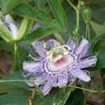 Passionflower and its benefits