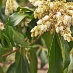 Diseases and pests of Pieris