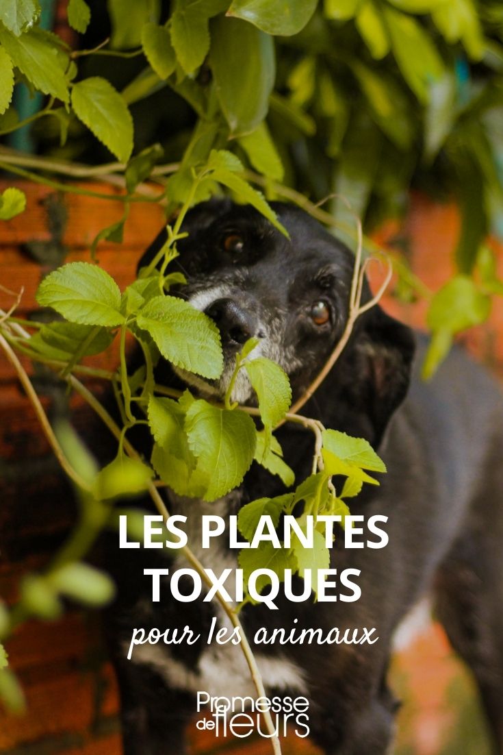 Toxic Plants for Pets Toxic Plants for Pets