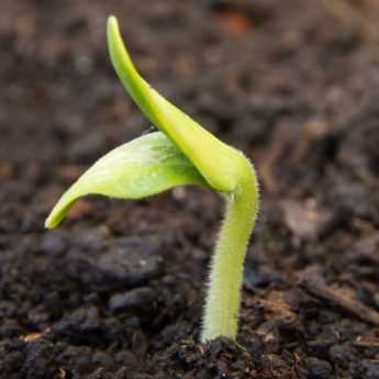 Sowing Cistus