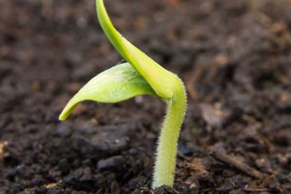 Sowing Cistus