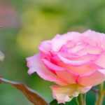 Why are roses grafted?