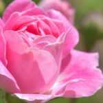 12 thornless or nearly thornless roses