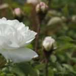 8 climbing roses with white flowers