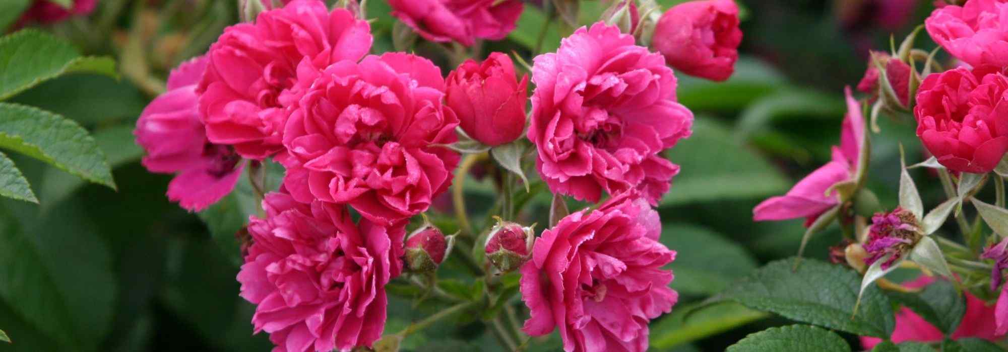 9 old roses with pink flowers