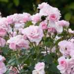 10 shrub roses with pink flowers