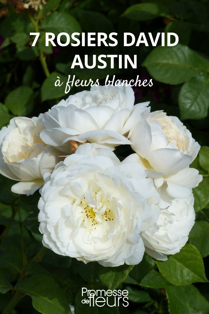 Austin Roses with White Flowers Austin Roses with White Flowers
