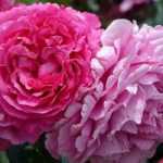 9 bush roses with large pink flowers