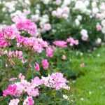 10 pink flowering groundcover roses