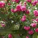 Climbing Roses: 8 Pink Flower Varieties