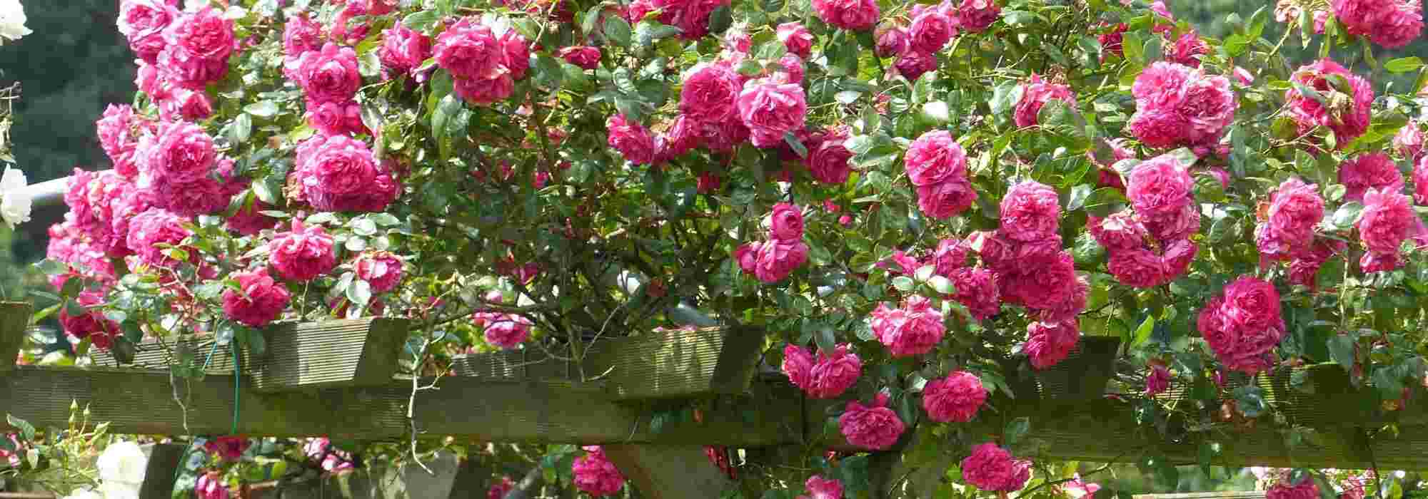Climbing Roses: 8 Pink Flower Varieties
