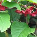 Cultivating Schisandra in Pots