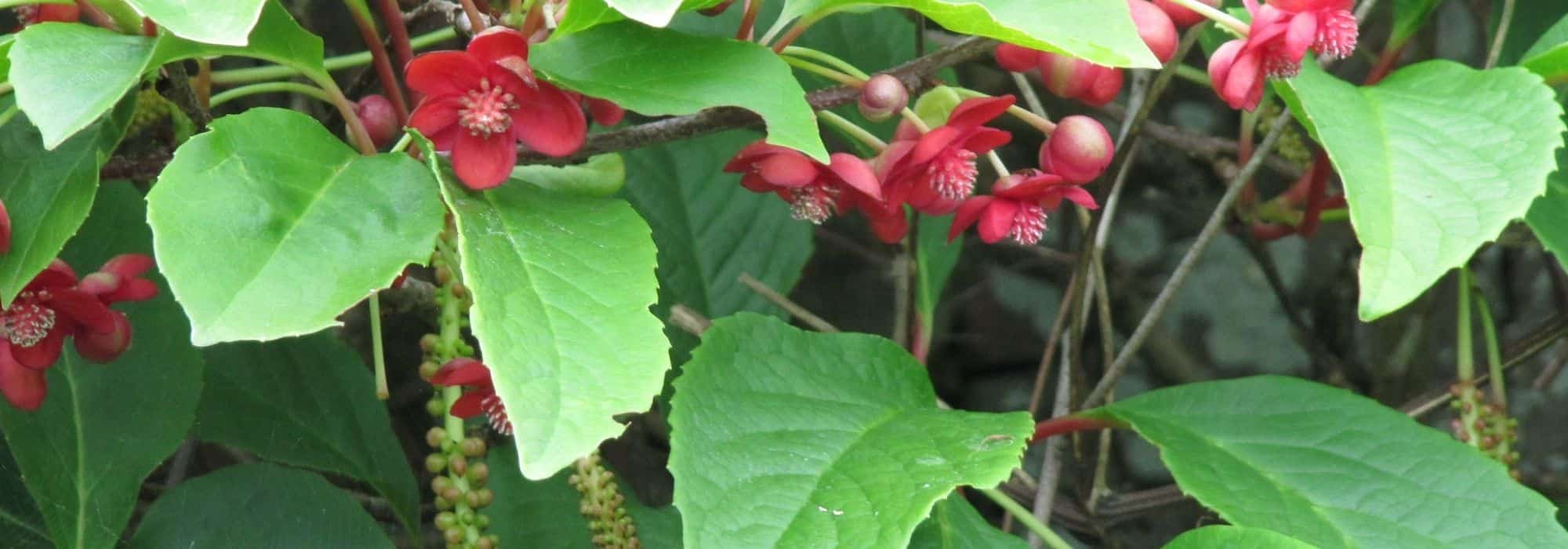 Cultivating Schisandra in Pots