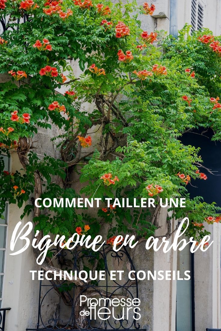 Pruning a Trumpet Vine into a Tree