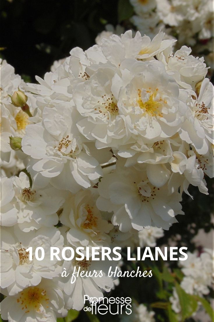 10 white-flowered liana roses 10 white-flowered liana roses