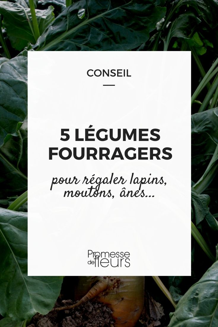 5 Forage Vegetables