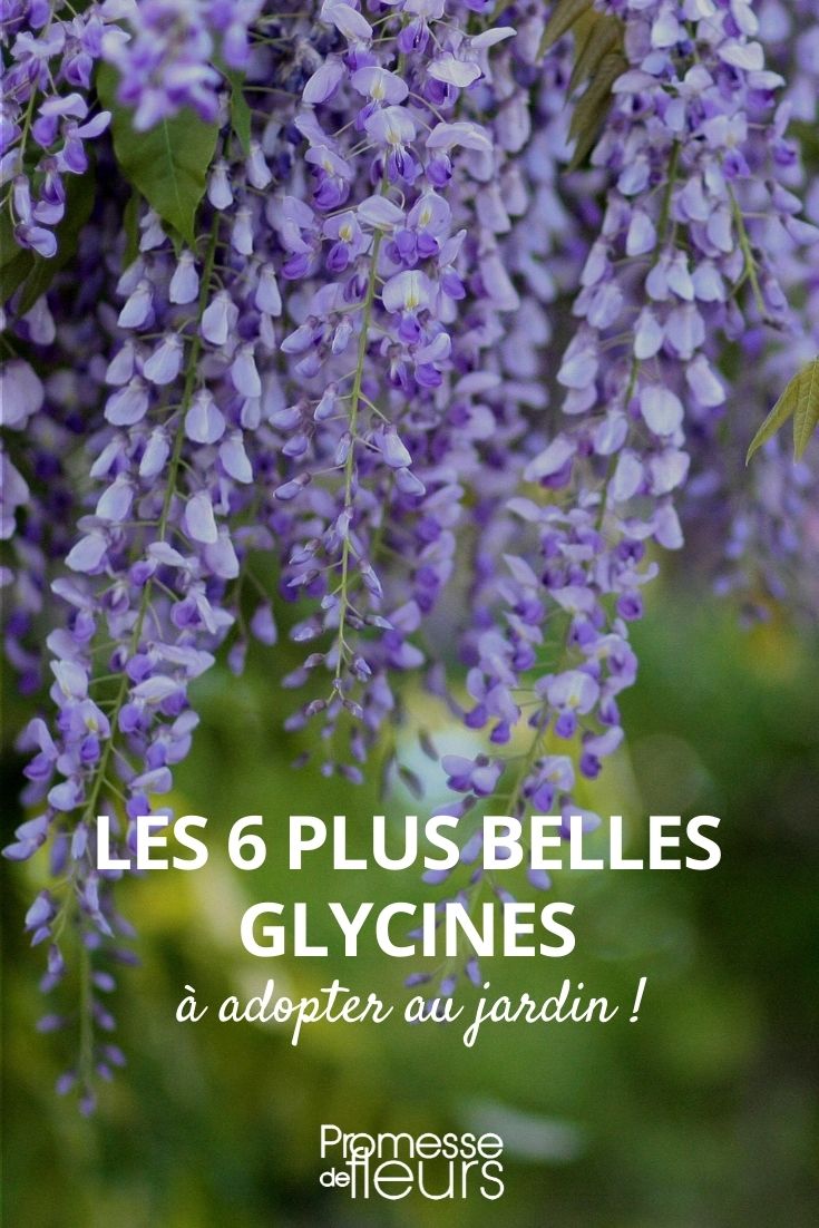 6 Most Beautiful Wisterias