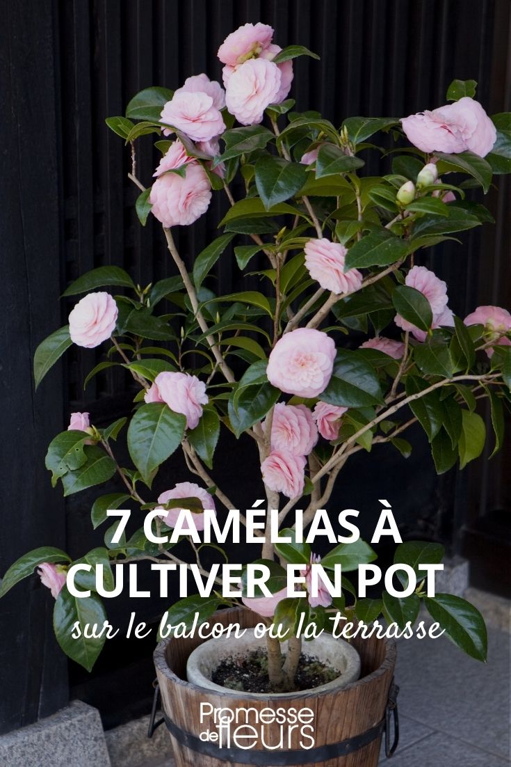 7 Camellias to Grow in Pots 7 Camellias to Grow in Pots