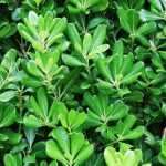 7 shrubs for a South-facing garden
