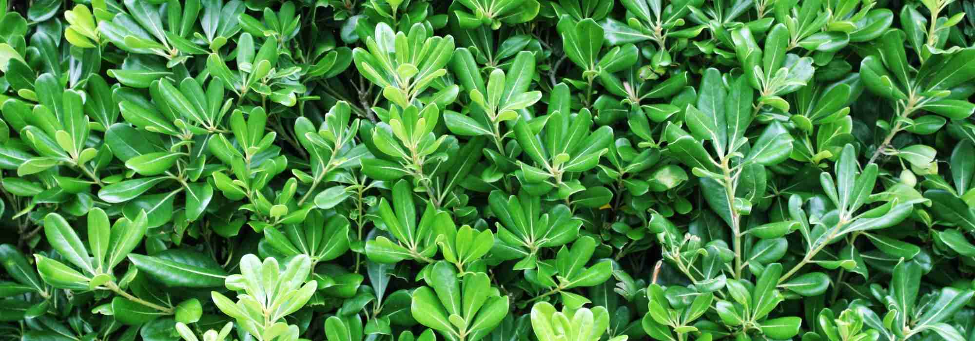 7 shrubs for a South-facing garden