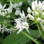 Growing wild garlic in pots