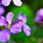 9 pairing ideas with Dame's violet