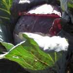 8 cabbages to grow