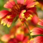 Growing gaillardia in pots
