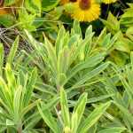 7 Euphorbias for borders