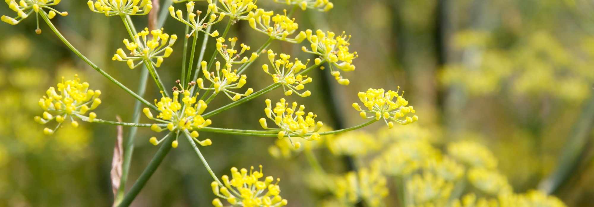 8 beautiful ideas to pair Fennel