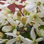 6 climbing plants for winter flowering