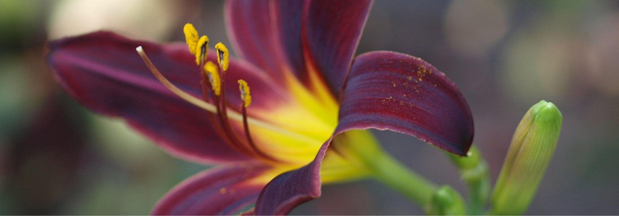 Choosing a daylily