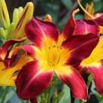 7 red daylilies