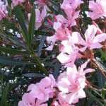 Which oleander to plant according to your region?