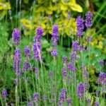 Lavenders: the most beautiful varieties