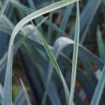 Leeks diseases and pests