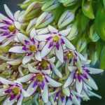 Pairing ideas with Eucomis