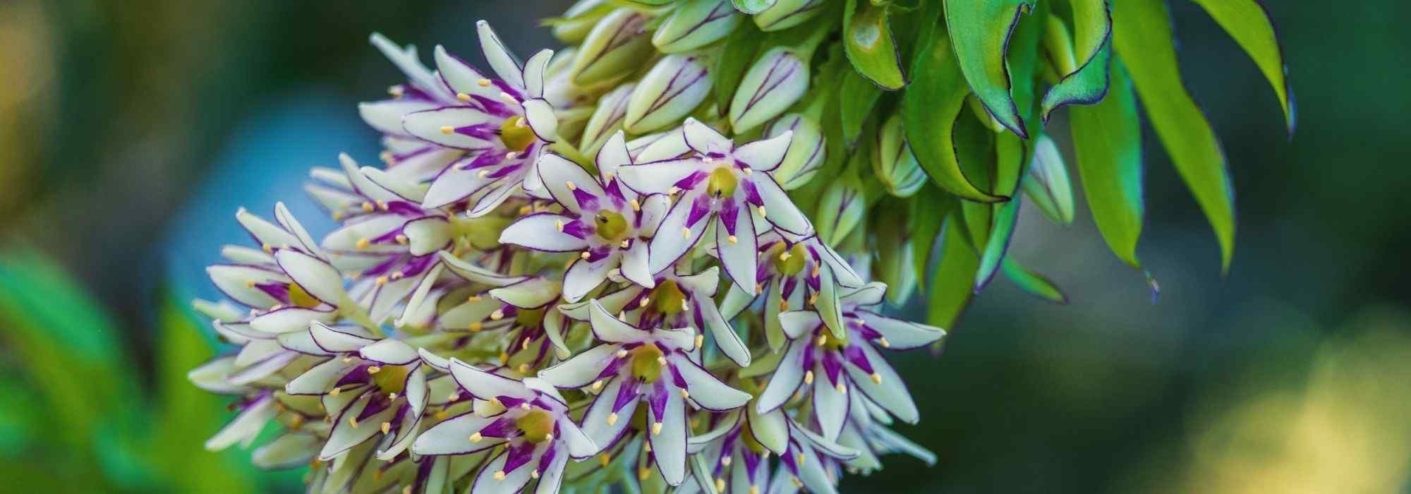 Pairing ideas with Eucomis