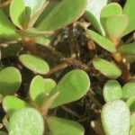 Purslane: sowing, growing and harvesting
