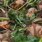 Forage plant: 5 vegetables for animals