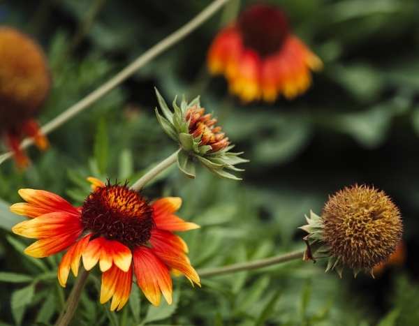 How to sow gaillardias?