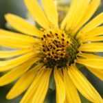 Silphium: planting, cultivation