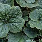Tellima grandiflora: planting, caring for