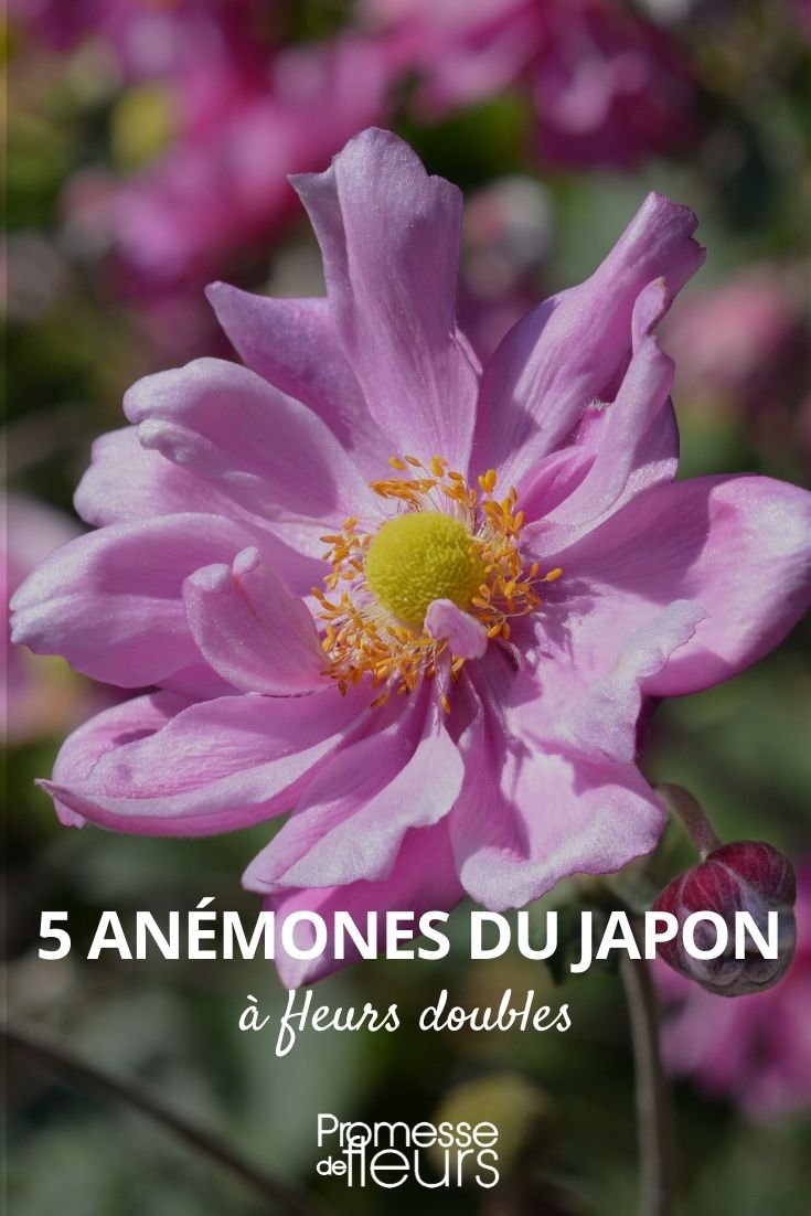 Japanese Anemone Double Flowers